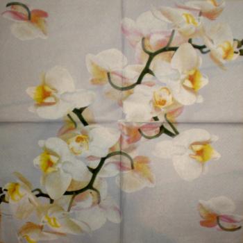011 Orchideen - 3-lagig - Avantgarde